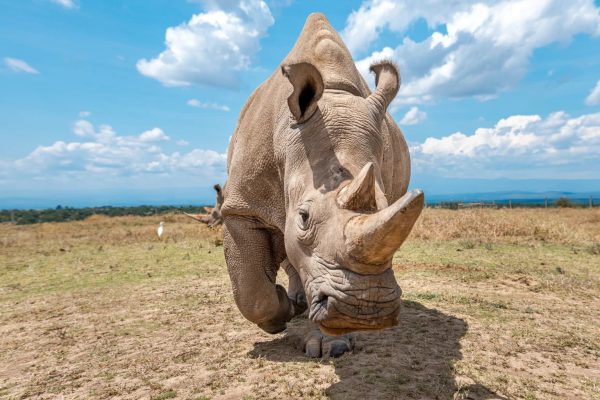 Ol Pejeta Conservancy