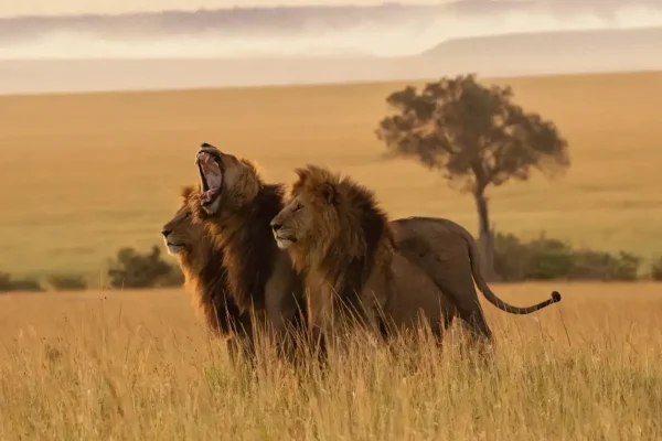 Maasai Mara National Reserve