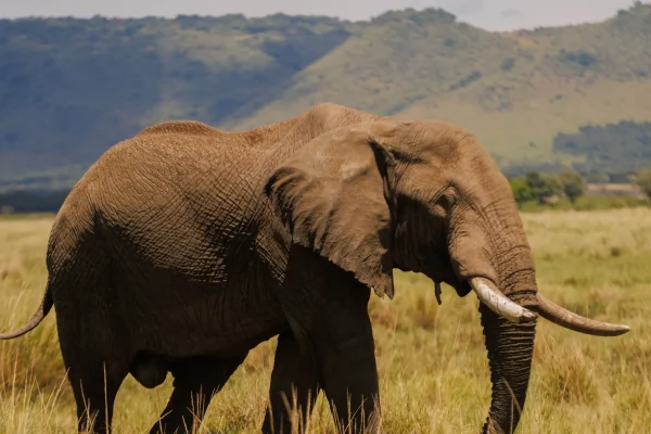 6 Nights | 7 Days: Travel Soley Kenya Safari
