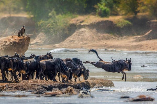 9 Nights | 10 Days: of Wildlife Encounters & Cultural Discovery
