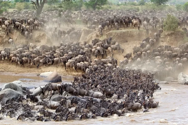 7 Nights | 8 Days: Highlights of Kenya Safari