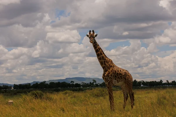 5 Nights | 6 Days: Rift Valley Safari Package