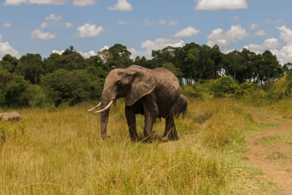 4 Nights | 5 Days: Kenya at Travel Soley Safari