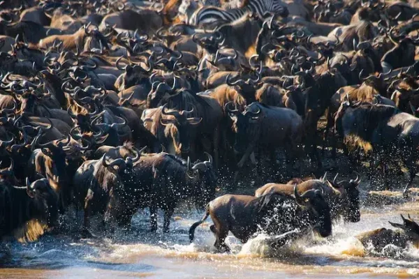 Serengeti